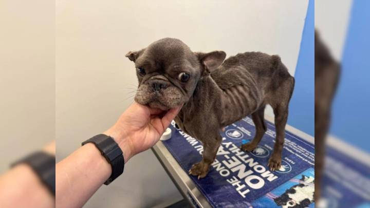 Frenchie From Florida Park Faces Euthanasia, But Her Story Of Rescue And Hope Is Just Beginning