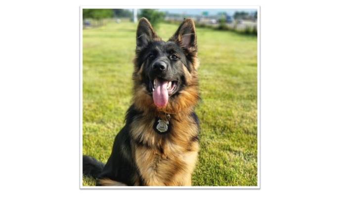 Woodmere’s first police K-9 officer to be honored in memorial ceremony