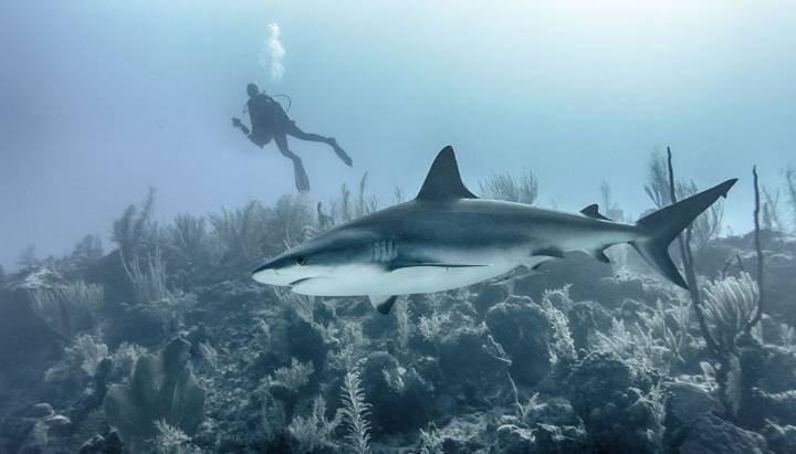 Tiburones "inofensivos" matan por primera vez a un humano