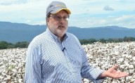 Conalgodón advierte que eliminar aranceles al hilo de algodón pondría en riesgo el cultivo en Colombia