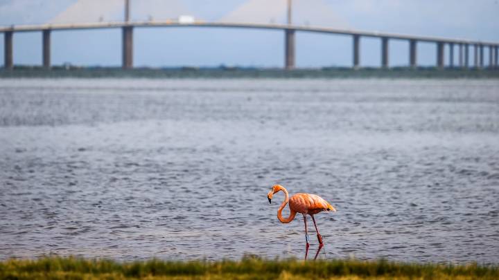Are Florida’s flamingos returning? Hurricane Idalia revealed a comeback