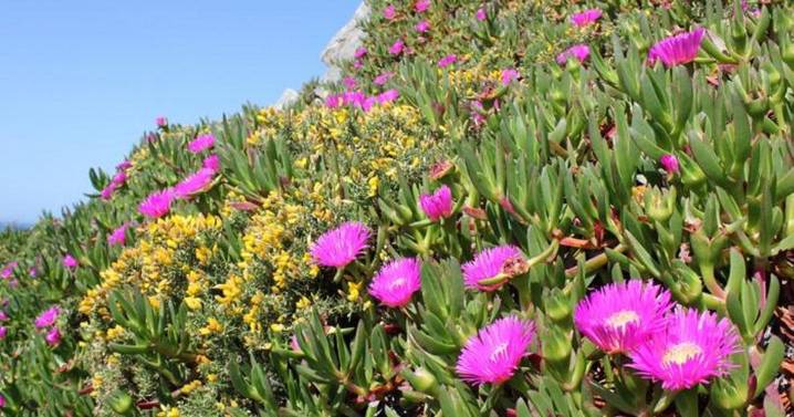 One of world’s most destructive plants tracked using Instagram