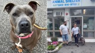 New York Shelter Dog Waits 640 Days For A Home, Then Gets A Farewell She’ll Never Forget