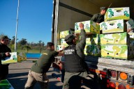 Camuflaron más de 400 kilos de cocaína en un cargamento de bananas