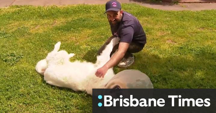 Dog-napper sentenced after stealing much