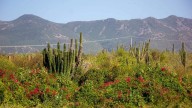 Baja California Sur queda libre de sequía tras lluvias históricas