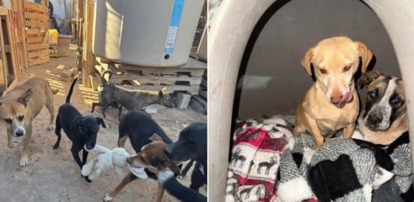 Refugio solicita cobijas y croquetas para 100 perritos