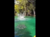 VIDEO: Monkeys jump from trees into Florida springs
