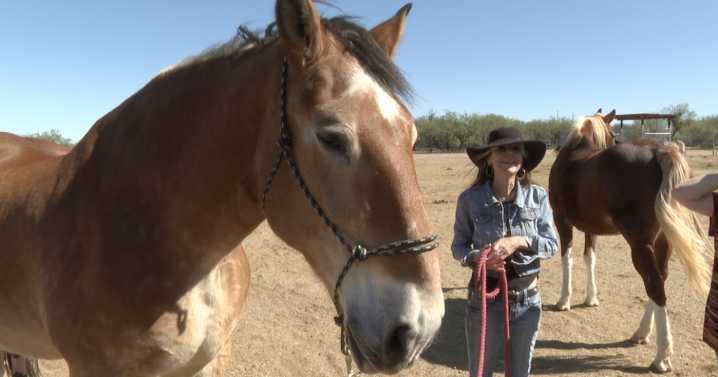 Equine Voices Sanctuary in Amado hosts fundraiser to expand mission of saving horses from slaughter