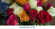 La Rosa, sublime entre las flores