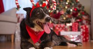 There's a Santa's grotto for dogs in Bristol this year