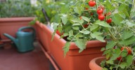 The tomato detail you need to check on seed packets if you're growing them in pots