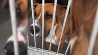 California Rescue Mission Ends In Tears Of Joy For Fearful Dog About To Be Euthanized