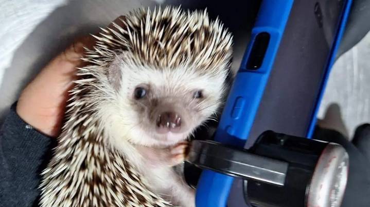 Médico veterinario explica qué animales exóticos y de granja son más buscados como mascotas en las Altas Montañas