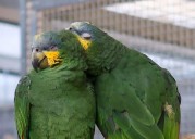 El descanso de los loros es tan importante como su alimentación