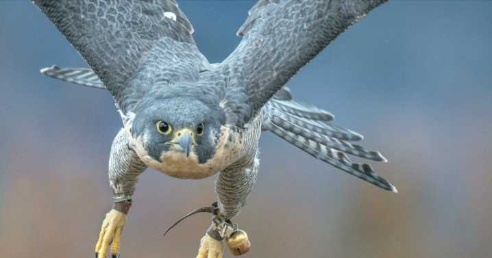 Saying goodbye to Sibley: Remembering Raptors of the Rockies' famous falcon