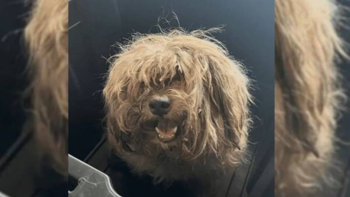 Missouri Rescuers Shave Matted Dog But What They Found Inside Broke Their Hearts