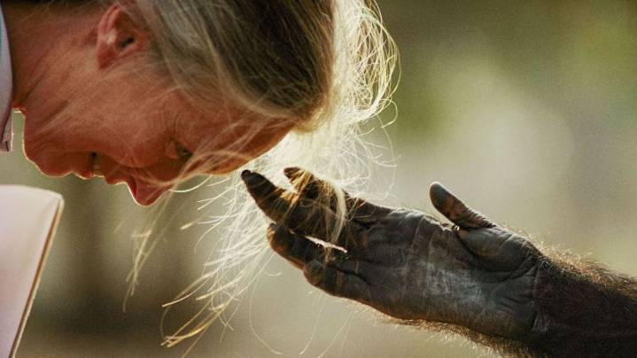 Quién fue Jane Goodall, la conservacionista que halló su hogar entre chimpancés y revolucionó la ciencia