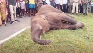 Elephant Found Dead In Reamal Forest, Probe Underway