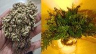 Happy Dhanteras 2025: Grow THIS Magical 'Sanjeevani Booti' Today For Instant Wealth, Success & Abundance