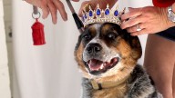 Posing pups for Halloween raises funds for White River Humane Society