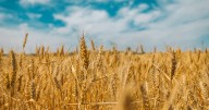 Cabinet Hikes Wheat MSP To Rs 2,585 Per Quintal For 2026