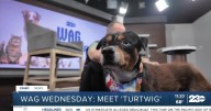 Wag Wednesday: Meet Turtwig from Kern County Animal Services