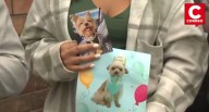 San Isidro: Vecinos denuncian presunto envenenamiento de mascotas en vía pública