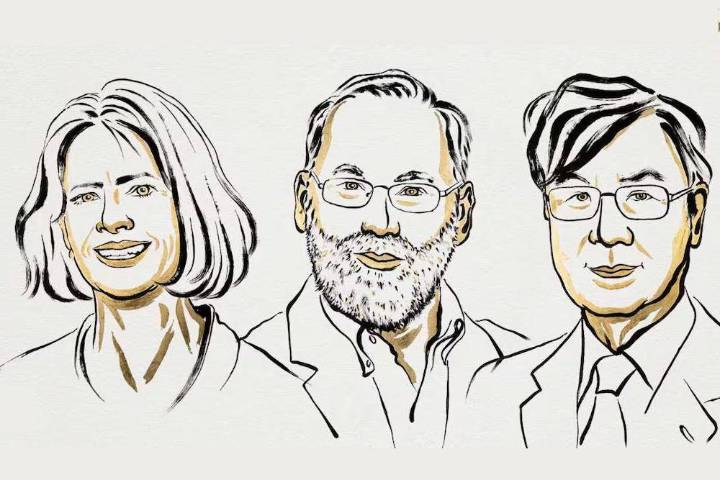Premio Nobel de Medicina fue otorgado a descubrimientos relacionados con la tolerancia inmunológica periférica