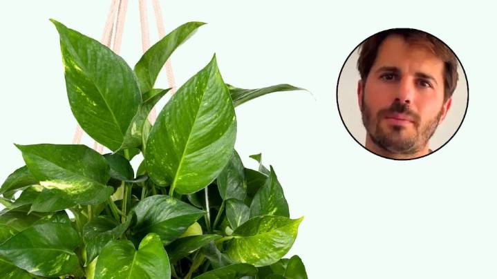 Álvaro Pedrera, experto en jardinería: “Esta es la planta que sobrevive a casi todo”