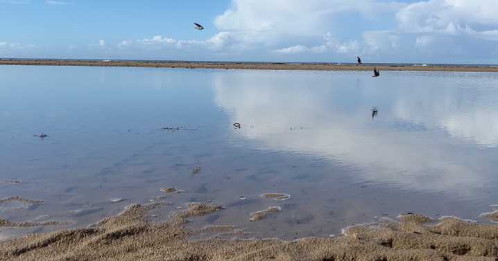 Pismo Creek at unhealthy bacteria levels