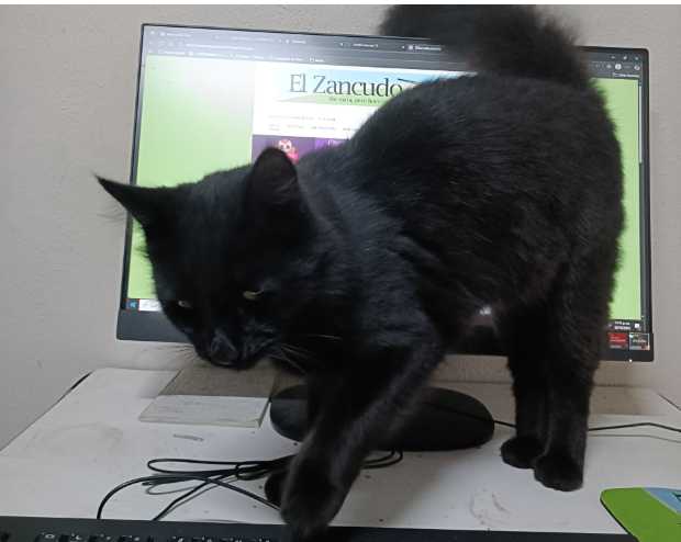 Semana de gatos negros para la presidenta