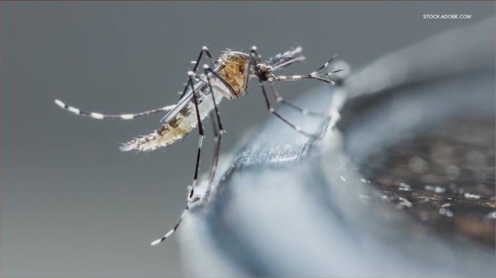 Mosquito trap tests positive for West Nile in Leander