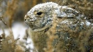 Hallazgo histórico de los cazadores: descubren un conejo que se creía extinto hace 120 años