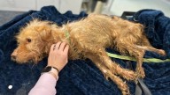Kentucky Uber Driver Shocked When They Spot Lifeless Dog Along The Highway
