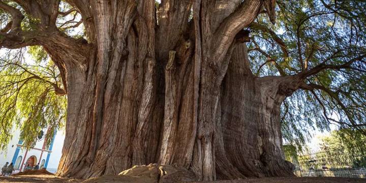 El Árbol del Tule cumple más de dos mil años y sigue sin plan de conservación integral