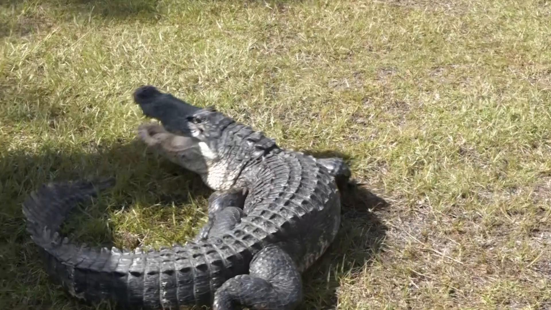 Florida Alligator Festival celebrates tradition of alligator wrestling and ‘Old Florida’ spirit