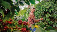 Ventas externas de café colombiano superan por primera vez 5.400 millones de dólares en 12 meses