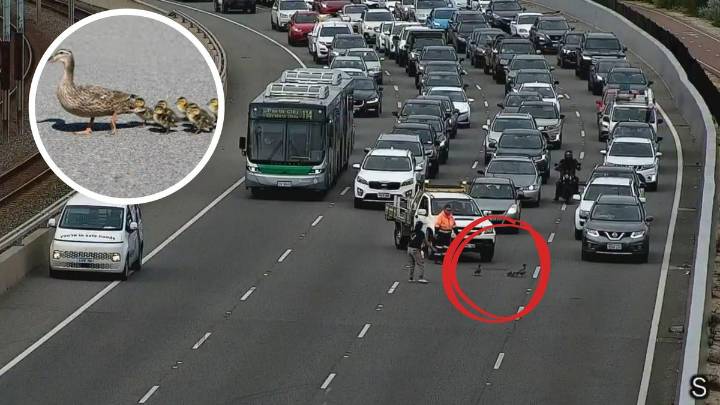 Perth traffic: Family of ducks cause six-car crash on Kwinana Freeway and delays for drivers
