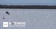 Baltimore Banner: The hidden cost of saving the Chesapeake Bay