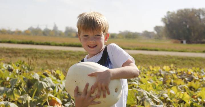 On the right track: Children pick pumpkins at Prairie Village