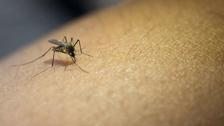 Alerta por aumento de casos de fiebre amarilla en América Latina: quiénes deben vacunarse