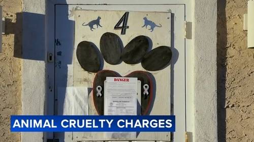 71 cats saved from 'chronic suffering'; CATS Bridge to Rescue director faces cruelty charges