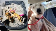 Mama Dog And Her Eight Puppies Reunited After A Dramatic Rescue In New York One Year Later
