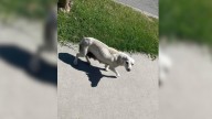 Rescuers Discover A Dog In A California Yard, But That’s Just The Start Of The Surprises