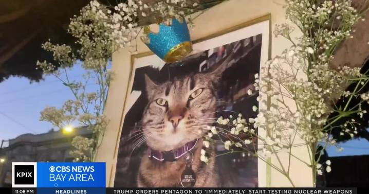 Beloved store cat killed by Waymo