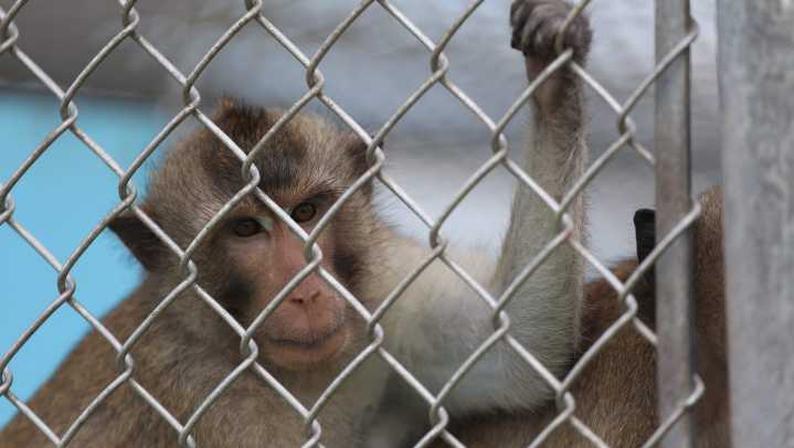PETA blasts CDC, Tulane for lack of info on escaped monkeys in MS