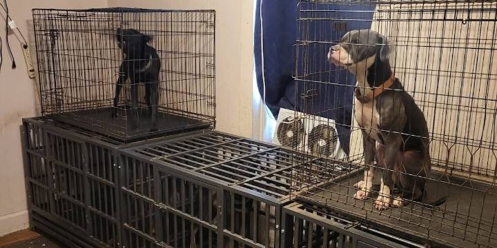 Wayne County shelter takes in 17 dogs ‘in desperate need of our help’