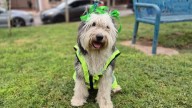 ¿Conoces a Bartola? La perrita que supervisa los parques de Chihuahua Capital