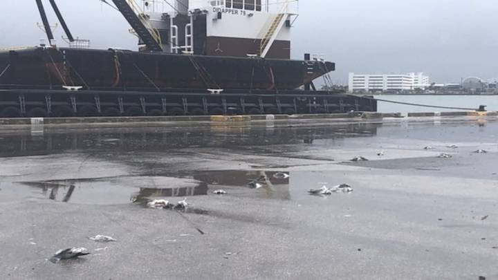 Person driving truck hits and kills 48 birds at Florida dock
